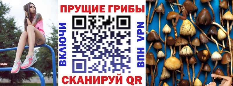 Купить  Домодедово  Псилоцибиновые грибы Psilocybine cubensis 